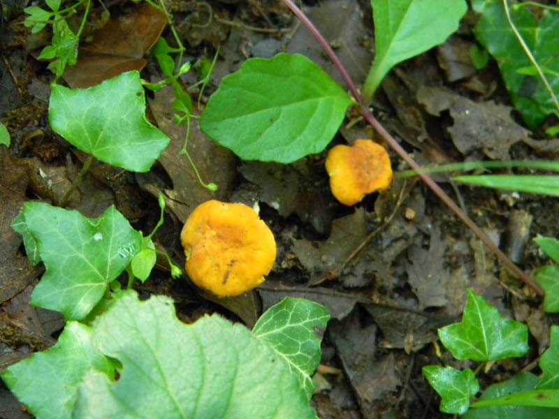 2gruppo fotografato il 3.06.2011.sotto Quercia