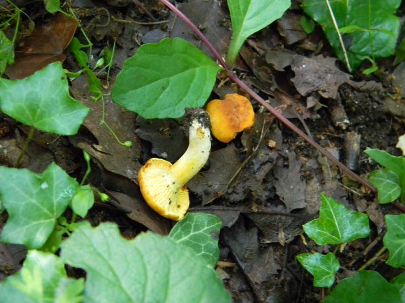 2gruppo fotografato il 3.06.2011.sotto Quercia