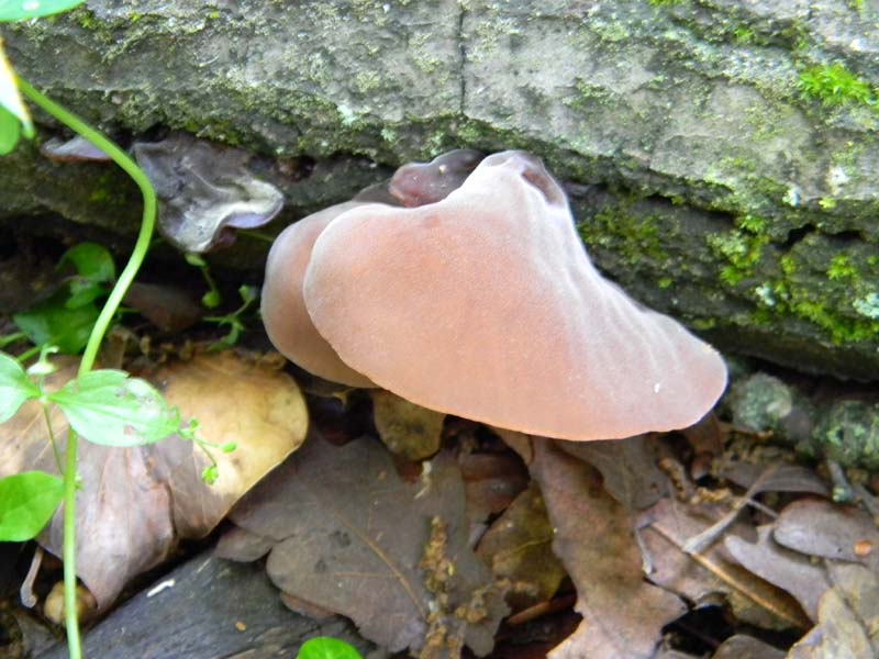 3gruppo di ritrovamenti del 3.06.2011.sotto Quercia
