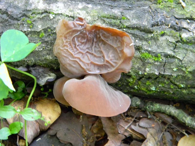 3gruppo di ritrovamenti del 3.06.2011.sotto Quercia