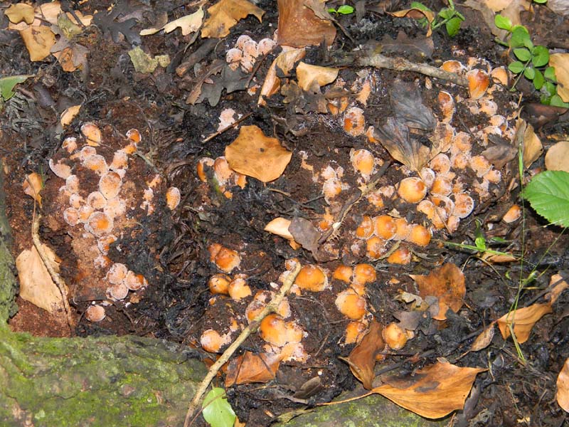 3gruppo di ritrovamenti del 3.06.2011.sotto Quercia