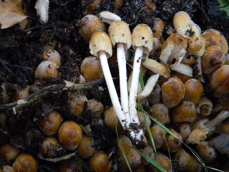 3gruppo di ritrovamenti del 3.06.2011.sotto Quercia