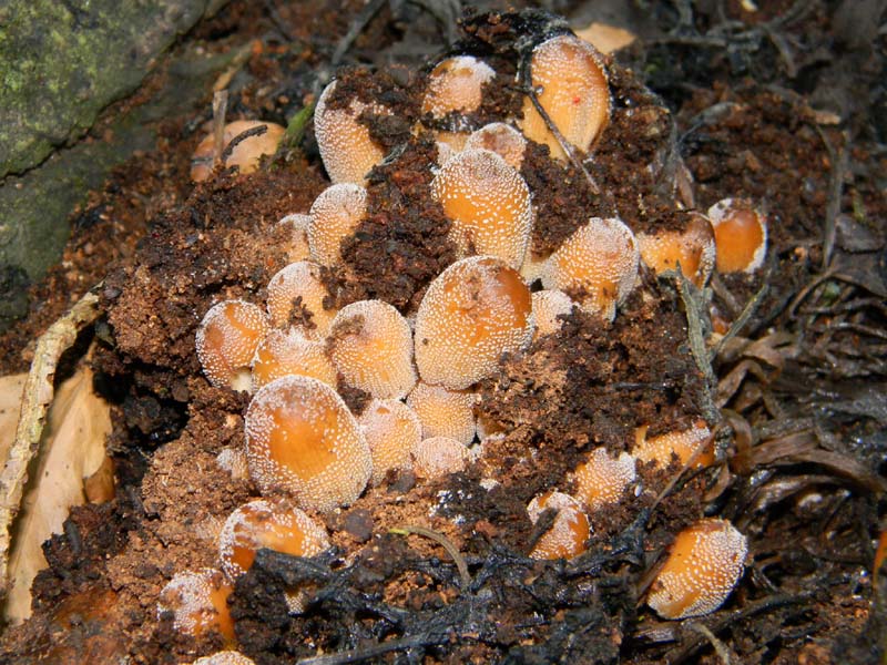 3gruppo di ritrovamenti del 3.06.2011.sotto Quercia