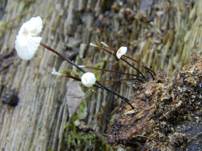 3gruppo di ritrovamenti del 3.06.2011.sotto Quercia
