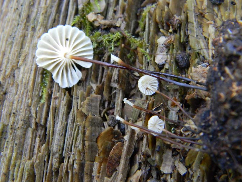 3gruppo di ritrovamenti del 3.06.2011.sotto Quercia