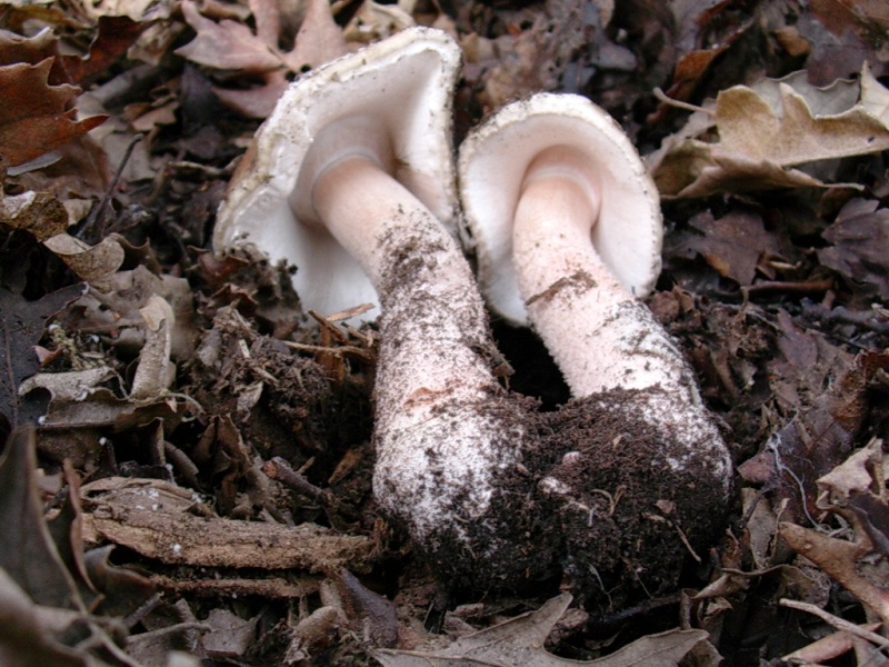 Veccchi ritrovamenti di NOVEBRE sotto Quercia