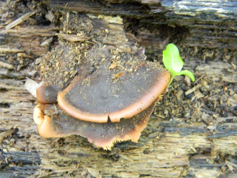 3gruppo di ritrovamenti del 3.06.2011.sotto Quercia