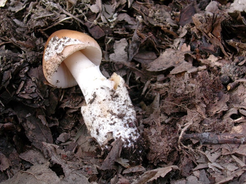 Vecchi ritrovamenti di NOVEMBRE sotto Quercia