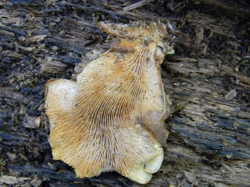 3gruppo di ritrovamenti del 3.06.2011.sotto Quercia