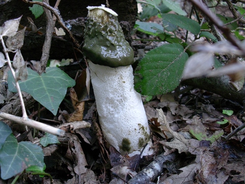 Vecchi ritrovamenti  di NOVEMBRE sotto Quercia