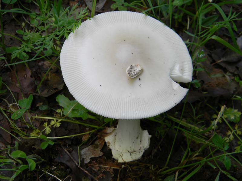 2gruppo fotografato il 3.06.2011.sotto Quercia