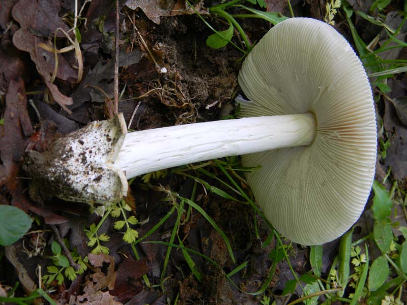 2gruppo fotografato il 3.06.2011.sotto Quercia