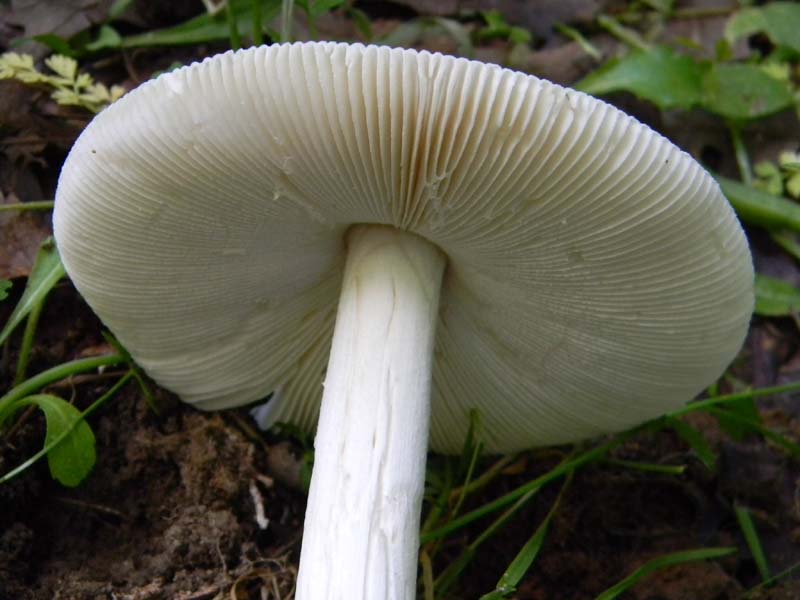 2gruppo fotografato il 3.06.2011.sotto Quercia