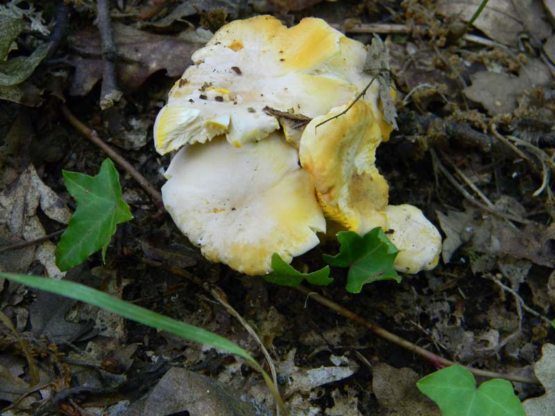 3gruppo di ritrovamenti del 3.06.2011.sotto Quercia