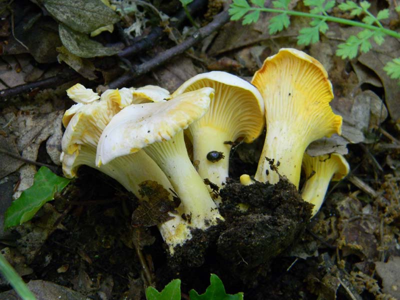 3gruppo di ritrovamenti del 3.06.2011.sotto Quercia