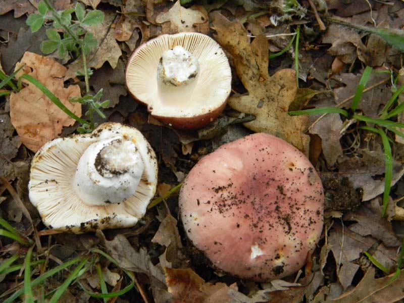 Ritrovamenti del 7.06.2011.2�gruppo sotto Quercia