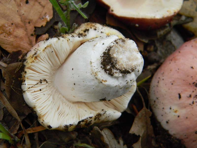 Ritrovamenti del 7.06.2011.2�gruppo sotto Quercia