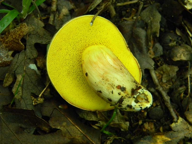 Ritrovamenti del 7.06.2011.4�gruppo