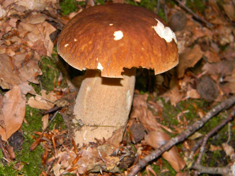 Ritrovamenti del 7.06.2011.4�gruppo