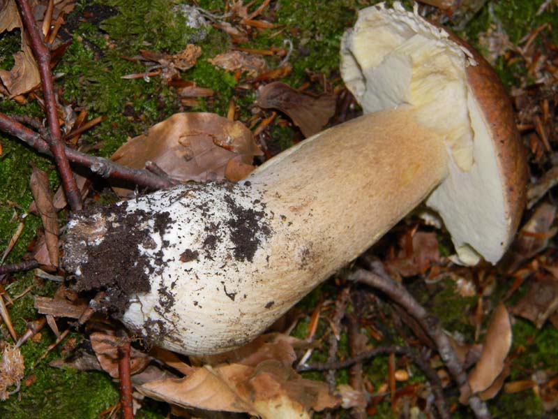 Ritrovamenti del 7.06.2011.4�gruppo