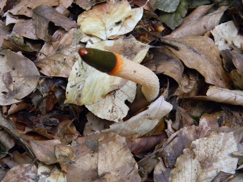 Ritrovamenti del 7.06.2011.4�gruppo