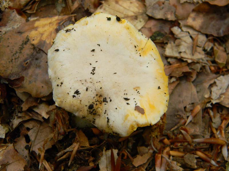 ritrovamenti del 7.06.2011. 1gruppo sotto Quercia