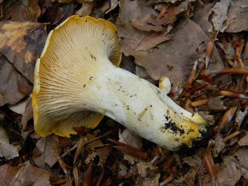 ritrovamenti del 7.06.2011. 1gruppo sotto Quercia