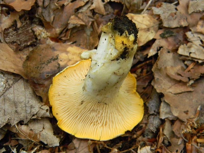 ritrovamenti del 7.06.2011. 1gruppo sotto Quercia