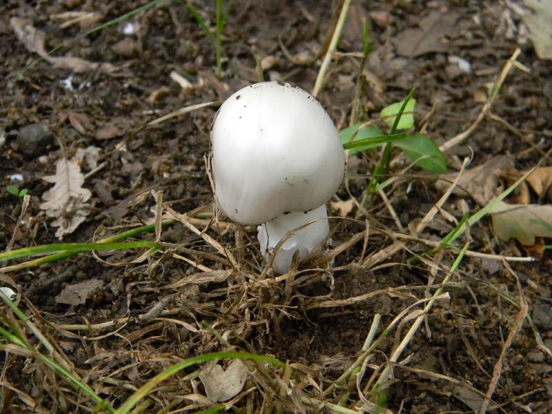 Ritrovamenti del 7.06.2011.3gruppo sotto Quercia