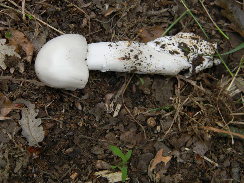 Ritrovamenti del 7.06.2011.3gruppo sotto Quercia