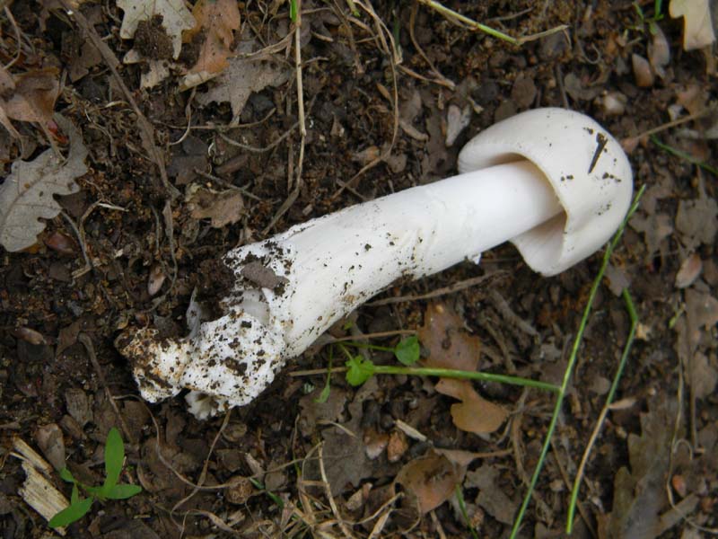 Ritrovamenti del 7.06.2011.3gruppo sotto Quercia