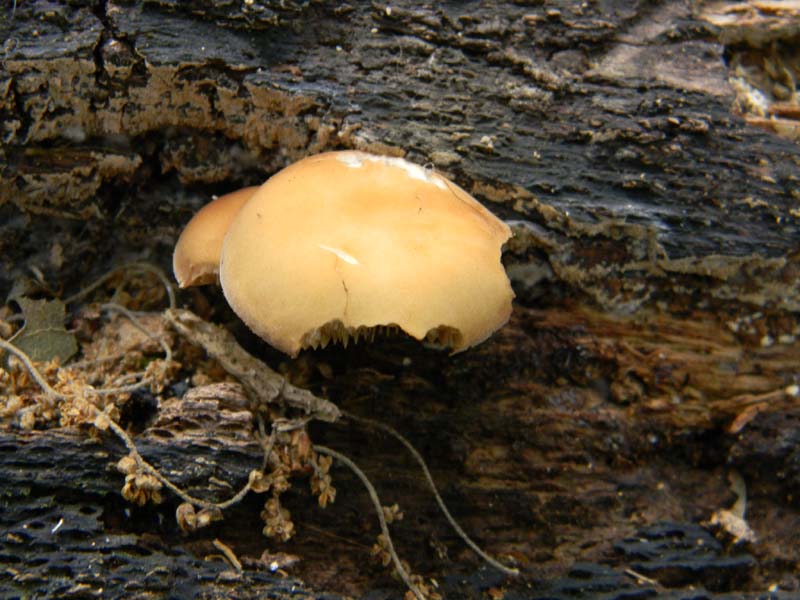 Ritrovamenti del 7.06.2011.3gruppo sotto Quercia