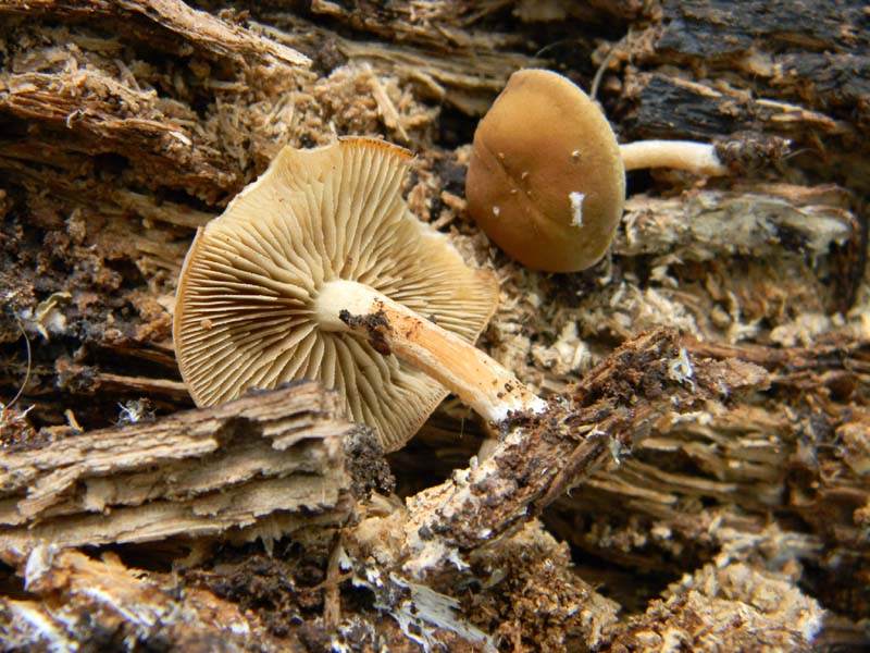 Ritrovamenti del 7.06.2011.3gruppo sotto Quercia