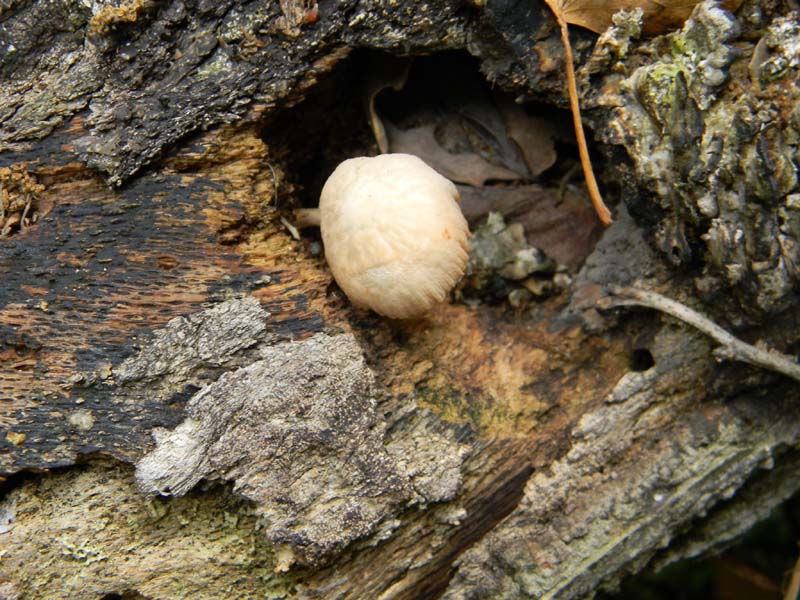 Ritrovamenti del 7.06.2011.3gruppo sotto Quercia