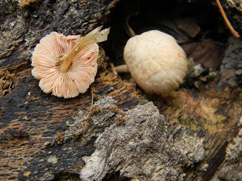 Ritrovamenti del 7.06.2011.3gruppo sotto Quercia