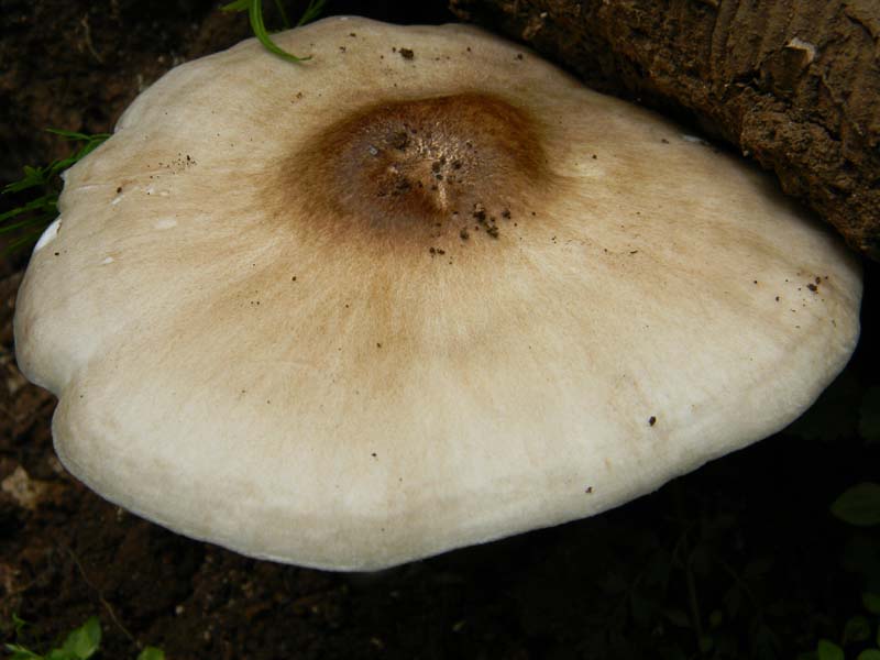 Ritrovamenti del 7.06.2011.3gruppo sotto Quercia