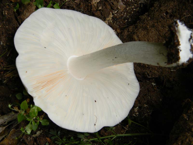 Ritrovamenti del 7.06.2011.3gruppo sotto Quercia