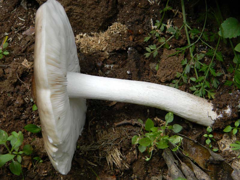 Ritrovamenti del 7.06.2011.3gruppo sotto Quercia