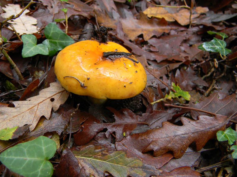 Alcuni  ritrovamenti del 26.11.2010.bosco di Quercia