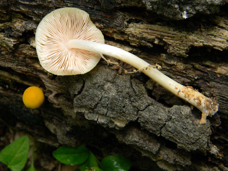 Ritrovamenti del 7.06.2011.2�gruppo sotto Quercia