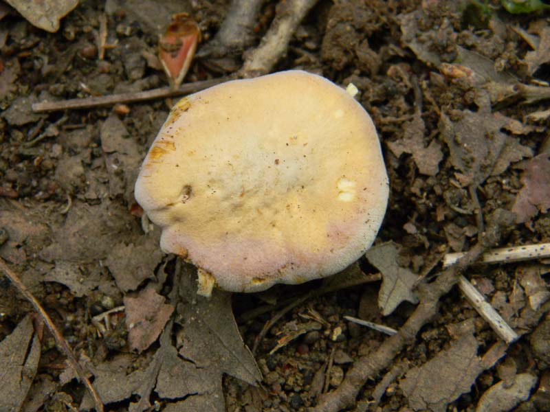 Ritrovamenti del 7.06.2011.2�gruppo sotto Quercia