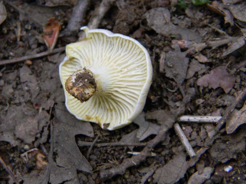 Ritrovamenti del 7.06.2011.2�gruppo sotto Quercia