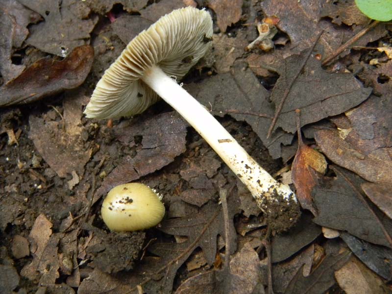 Ritrovamenti del 7.06.2011.2�gruppo sotto Quercia