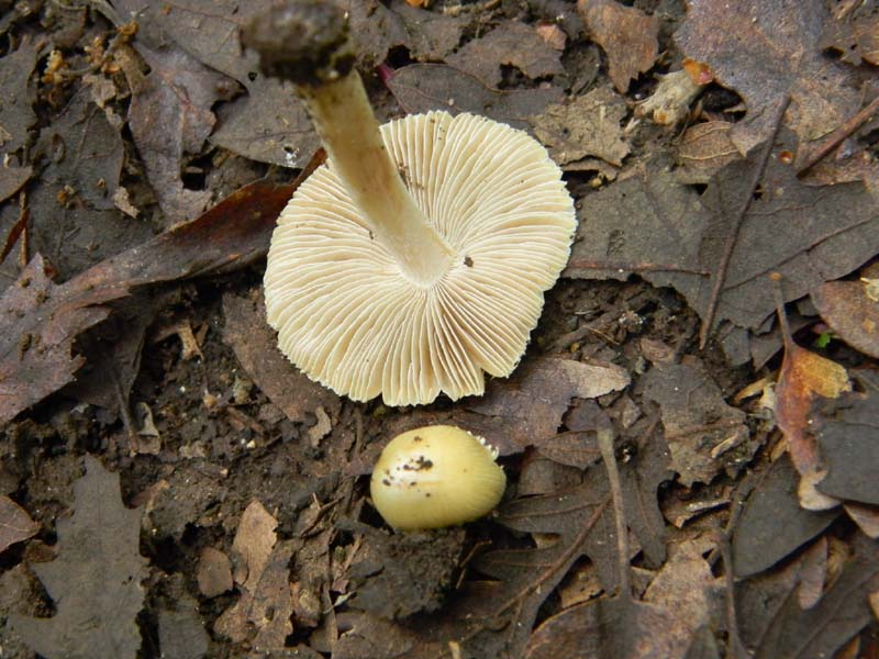 Ritrovamenti del 7.06.2011.2�gruppo sotto Quercia