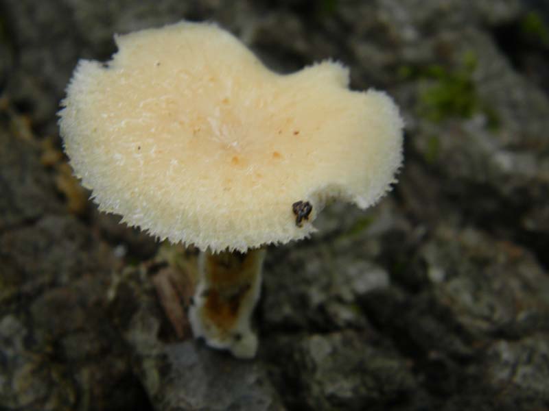 ritrovamenti del 7.06.2011. 1gruppo sotto Quercia