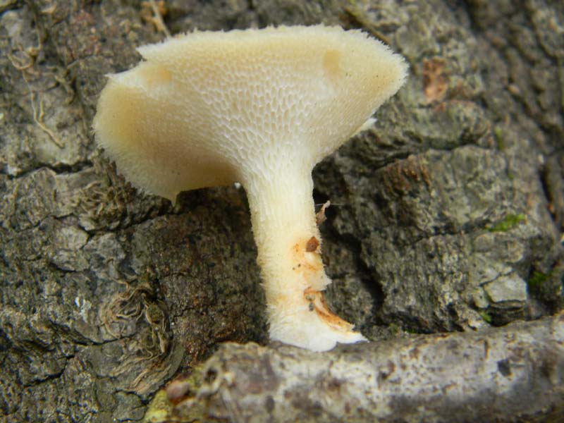 ritrovamenti del 7.06.2011. 1gruppo sotto Quercia