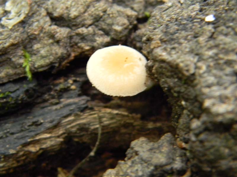 ritrovamenti del 7.06.2011. 1gruppo sotto Quercia