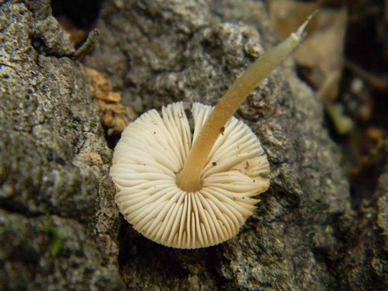 ritrovamenti del 7.06.2011. 1gruppo sotto Quercia