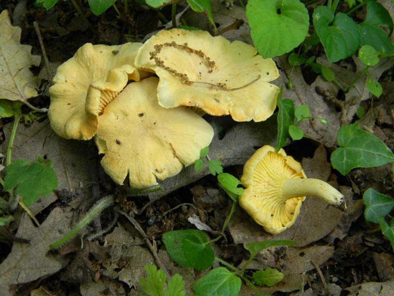 Ritrovamenti del 7.06.2011.4�gruppo