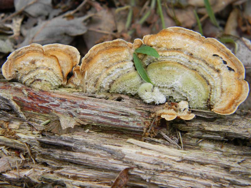 ritrovamenti del 7.06.2011. 1gruppo sotto Quercia